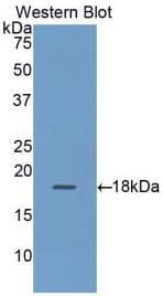 RBP2 / CRBPII Antibody (aa1-134)