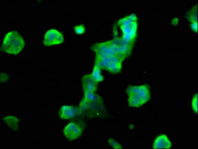 MOBP Antibody