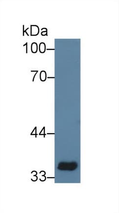 CD33 Antibody (aa18-240, Cy3)