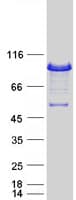 Human Epsin 1 / EPN1 Protein (Recombinant Myc-DDK (Flag))