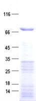 Human ZNF132 Protein (Recombinant His, N-Terminal)