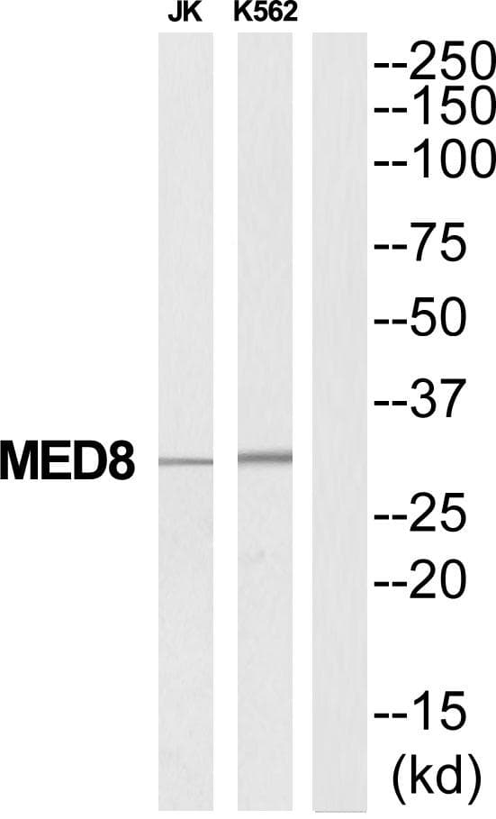 Polyclonal Rabbit anti-Human MED8 Antibody (WB)