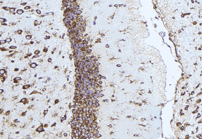 Polyclonal Rabbit anti-Human YWHAG / 14-3-3 Gamma Antibody (IHC, IF, WB)