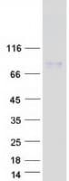 Human ACCN4 / ASIC4 Protein (Recombinant Myc-DDK (Flag))
