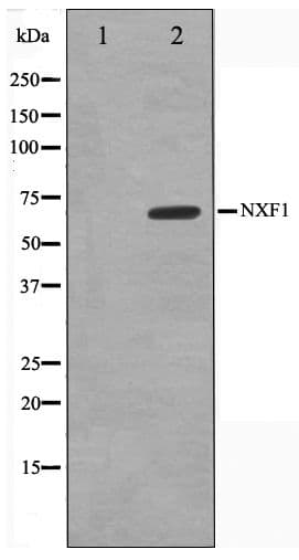 NXF1 / TAP Antibody
