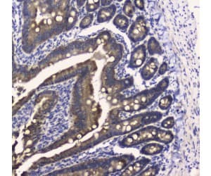 COXIV / COX4 Antibody