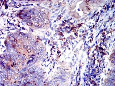 Monoclonal Mouse anti-Human CD53 Antibody (clone 1H2C7, IHC, WB)