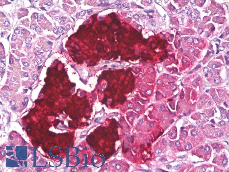 IHC-plus™ Insulin C-Peptide Antibody