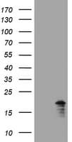 CR6 / GADD45G Antibody (clone OTI7G10, Carrier-free)