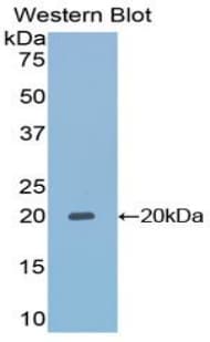 TAZ Antibody (aa154-292)