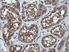CHGA / Chromogranin A Antibody (clone OTI1B7, Carrier-free)