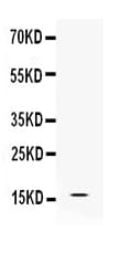 AIF1 / IBA1 Antibody
