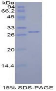 Mouse MIB2 Protein (Recombinant His-T7)