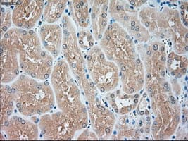 USP13 Antibody (clone OTI4G11)
