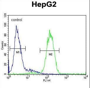 IHC-plus™ AGXT / SPT Antibody (aa96-125)