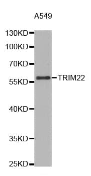 STAF50 / TRIM22 Antibody