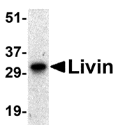 IHC-plus™ BIRC7 / Livin Antibody