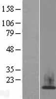 HIST1H2AH Protein (Over-Expression Lysate Myc-DDK (Flag))