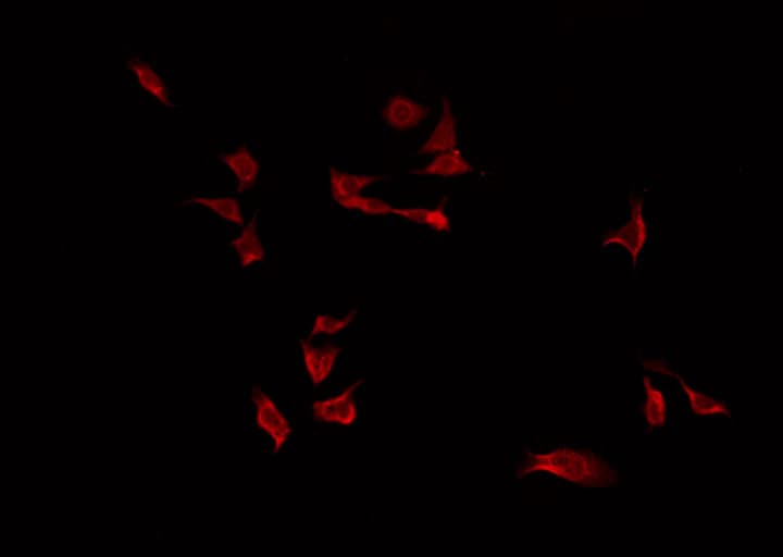 FKBPL Antibody
