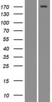 MRC2 / Endo180 Protein (Over-Expression Lysate Myc-DDK (Flag))