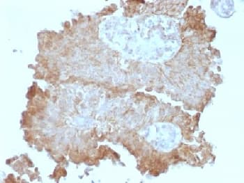 Monoclonal Mouse anti-Human MEGF1 / FAT2 Antibody (clone 8C5, Azide-free,BSA-free, IHC, IF)