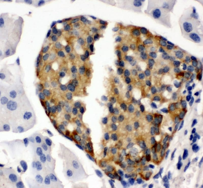 Polyclonal Rabbit anti-Mouse IBSP / Bone Sialoprotein Antibody (aa305-324, IHC, WB)