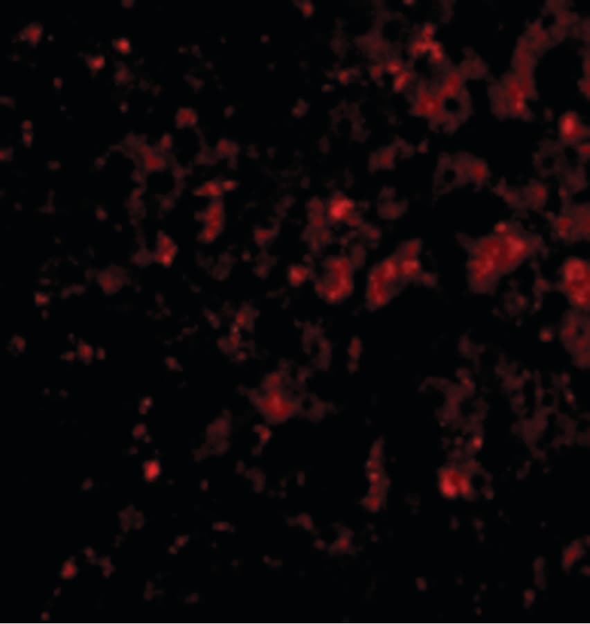 IHC-plus™ DRAM1 / DRAM Antibody