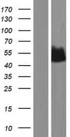 Human ENO3 / Enolase 3 Protein (Over-Expression Lysate Myc-DDK (Flag))