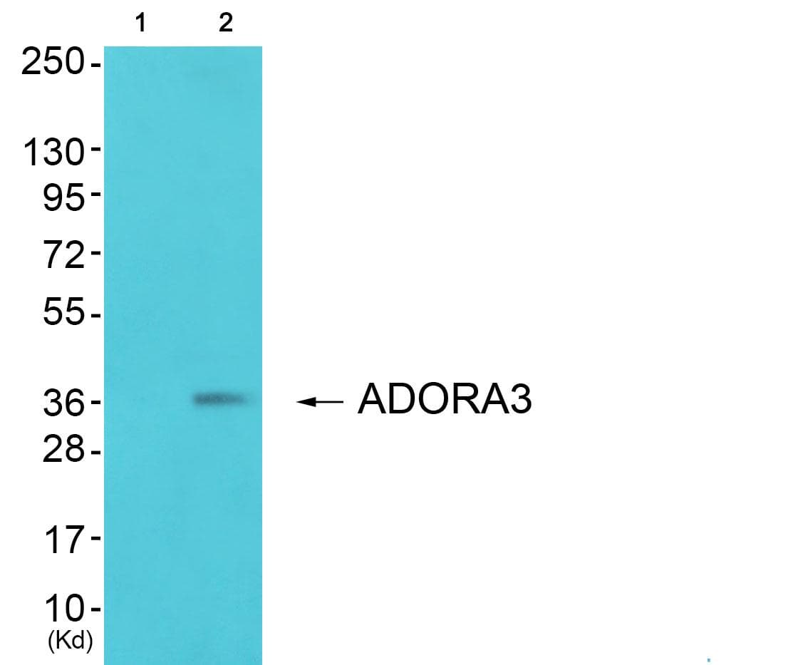 Polyclonal Rabbit anti-Human ADORA3 / Adenosine A3 Receptor Antibody (IF, WB)