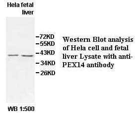 PEX14 Antibody (aa67-338)