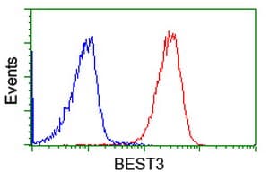 VMD2L3 / BEST3 Antibody (clone OTI3D7)