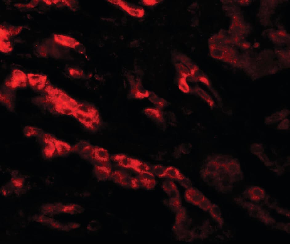 IHC-plus™ GZF1 Antibody