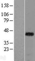 RAX / RX Protein (Over-Expression Lysate Myc-DDK (Flag))