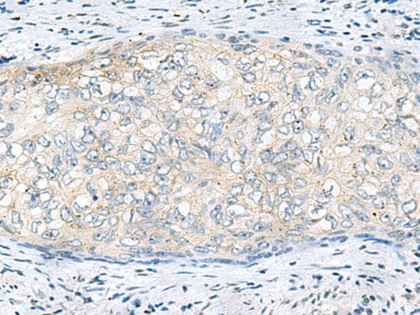 VEGFA / VEGF Antibody