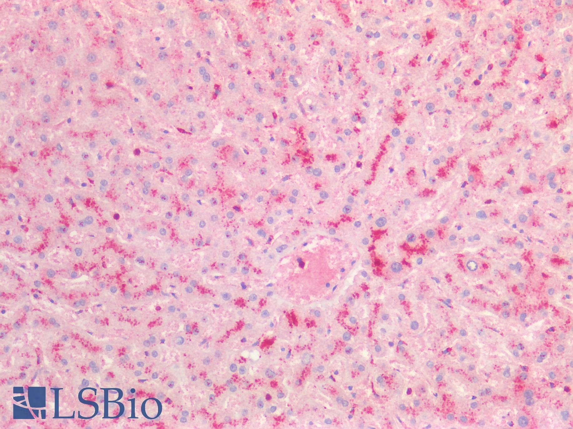 PathPlus™ CD63 Antibody