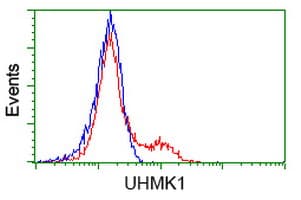 UHMK1 / KIS Antibody (clone OTI2D3)