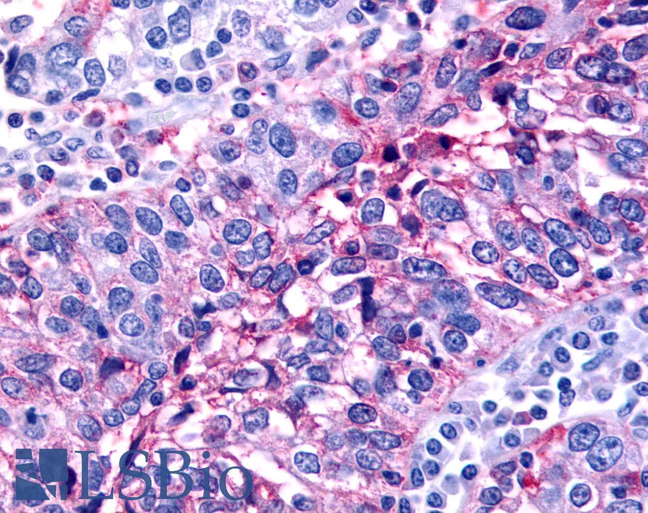 PathPlus™ NR0B2 Antibody (C-Terminus)
