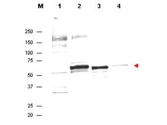 AKT1 Antibody (Internal)