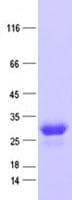 Human C4orf43 Protein (Recombinant His, N-Terminal)