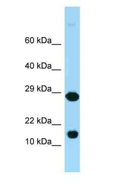Polyclonal Rabbit anti-Mouse RPL37 / Ribosomal Protein L37 Antibody (C-Terminus, WB)