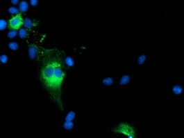 TCP11L2 Antibody (clone OTI1G3, Carrier-free)