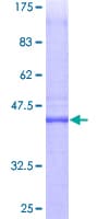 Human PTTG1IP / PBF Protein (Recombinant GST)
