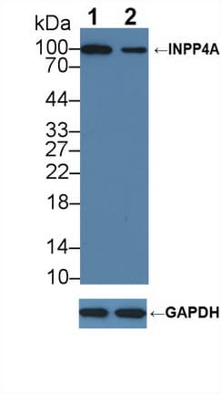 Polyclonal Rabbit anti-Human INPP4A Antibody (aa1-137, WB)