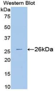 SOD3 Antibody (aa25-251)