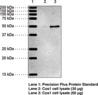 IHC-plus™ OXER1 Antibody