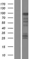 Human FAM83G Protein (Over-Expression Lysate Myc-DDK (Flag))