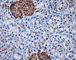 HSP90AA1 / Hsp90 Alpha A1 Antibody (clone OTI3B5)