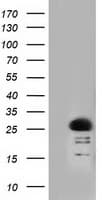 RIT2 / RIN Antibody (clone OTI3F4)