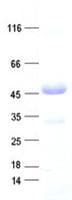 Human PXN / Paxillin Protein (Recombinant His, N-Terminal)
