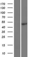 EIF2B3 Protein (Over-Expression Lysate Myc-DDK (Flag))